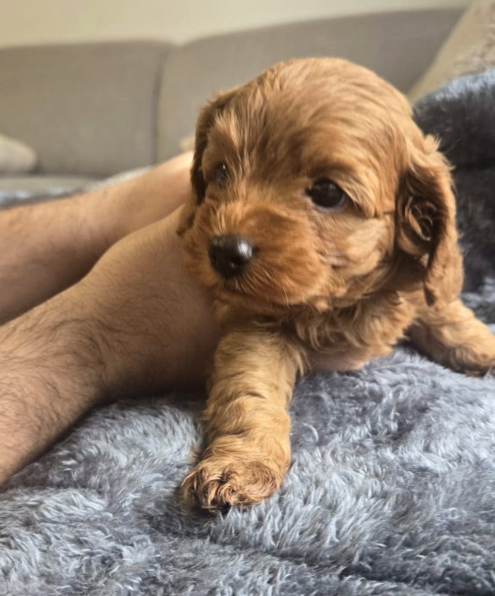 Available male cavoodle puppy on a soft blanket