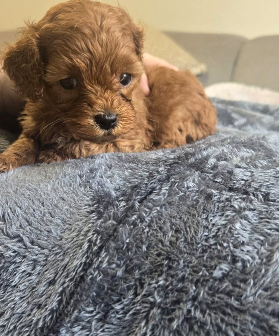 Ramel boy puppy standing on a soft blanket