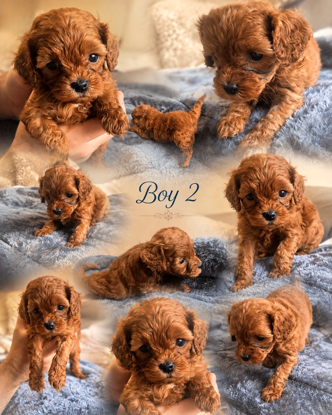Boy 2 ruby Cavoodle photo collage