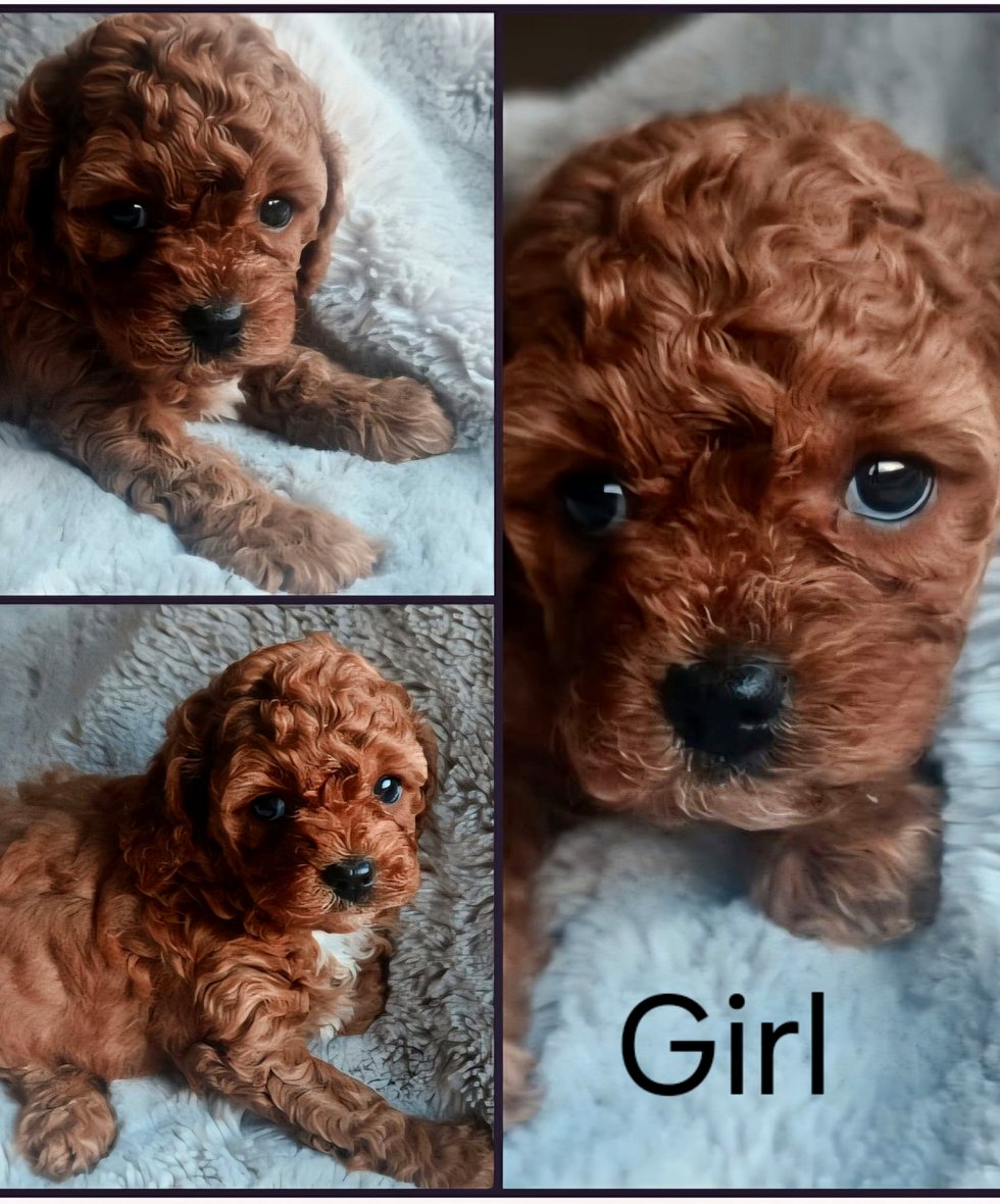 Five week old Ramel cavoodle puppy close up