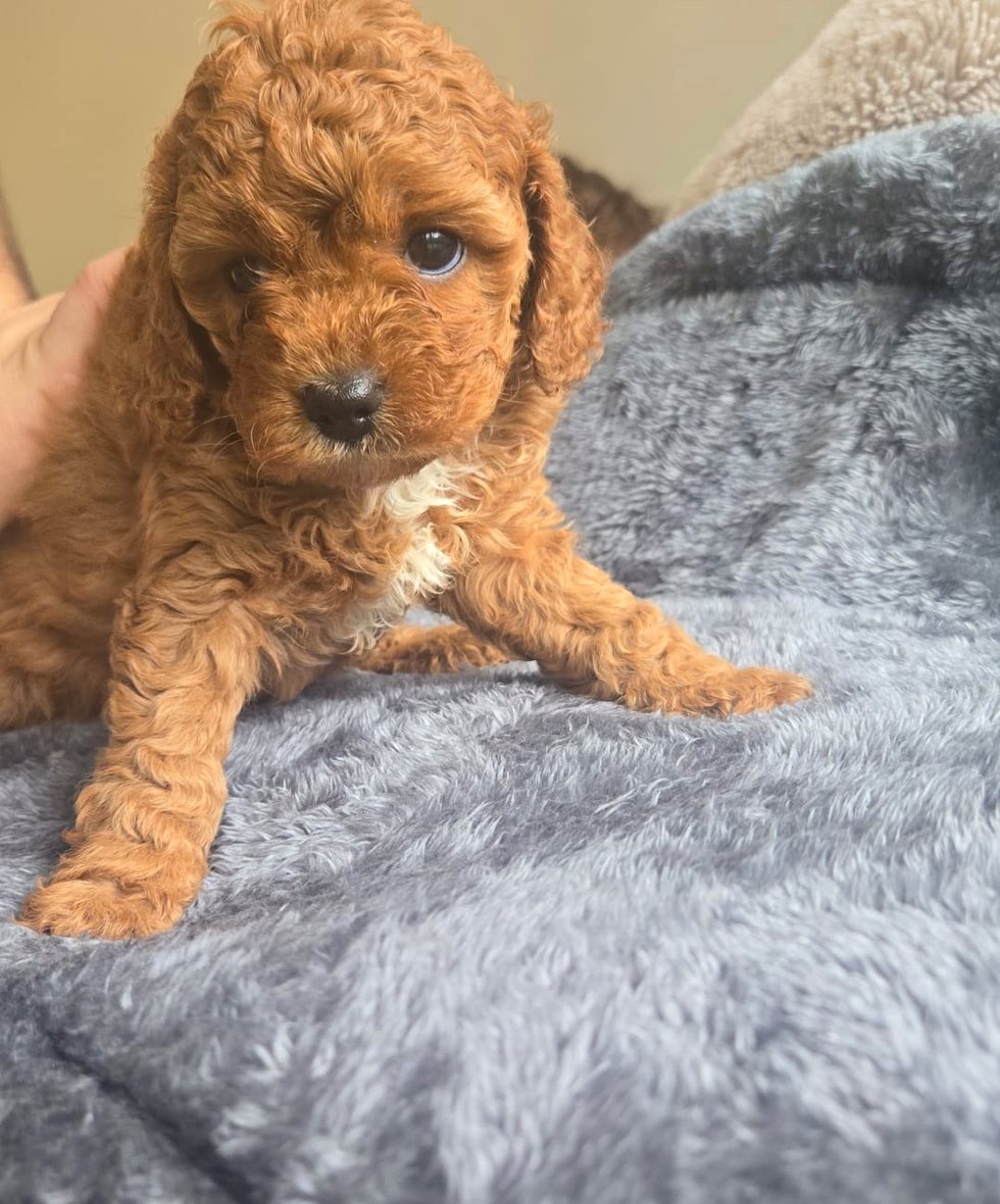 Ramel girl puppy looking at the camera