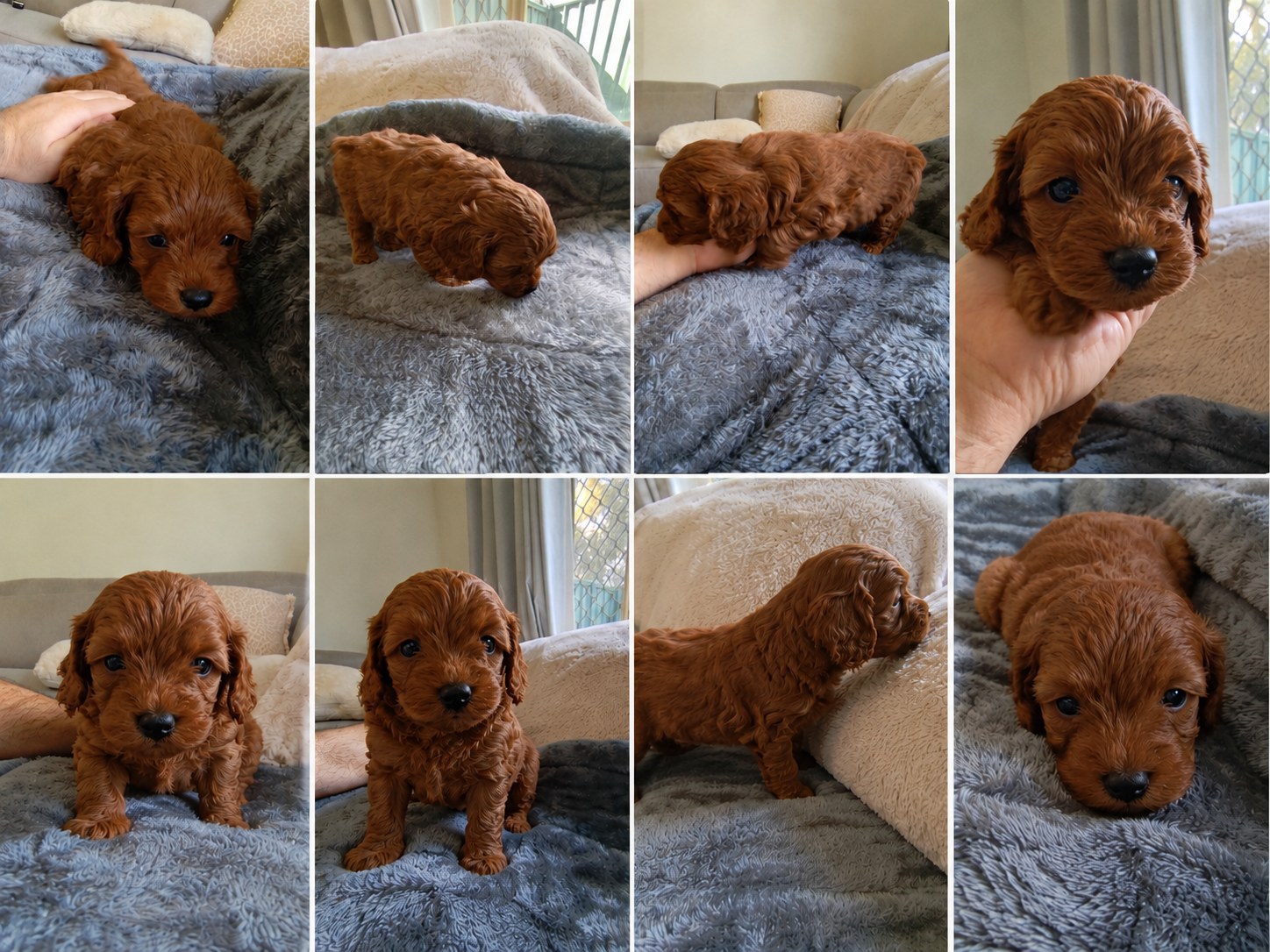 Ruby Cavoodle puppy moments collage