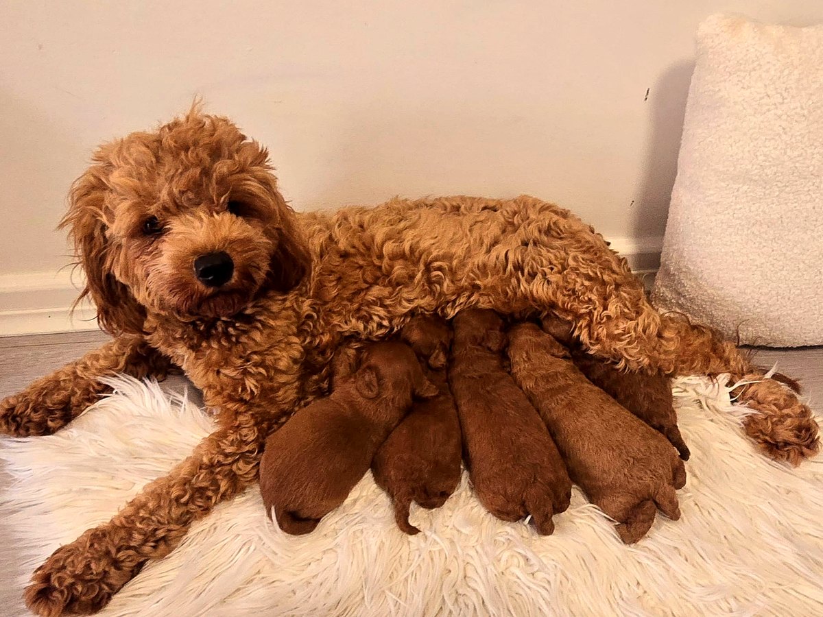 Cavoodle mum nursing her ruby litter
