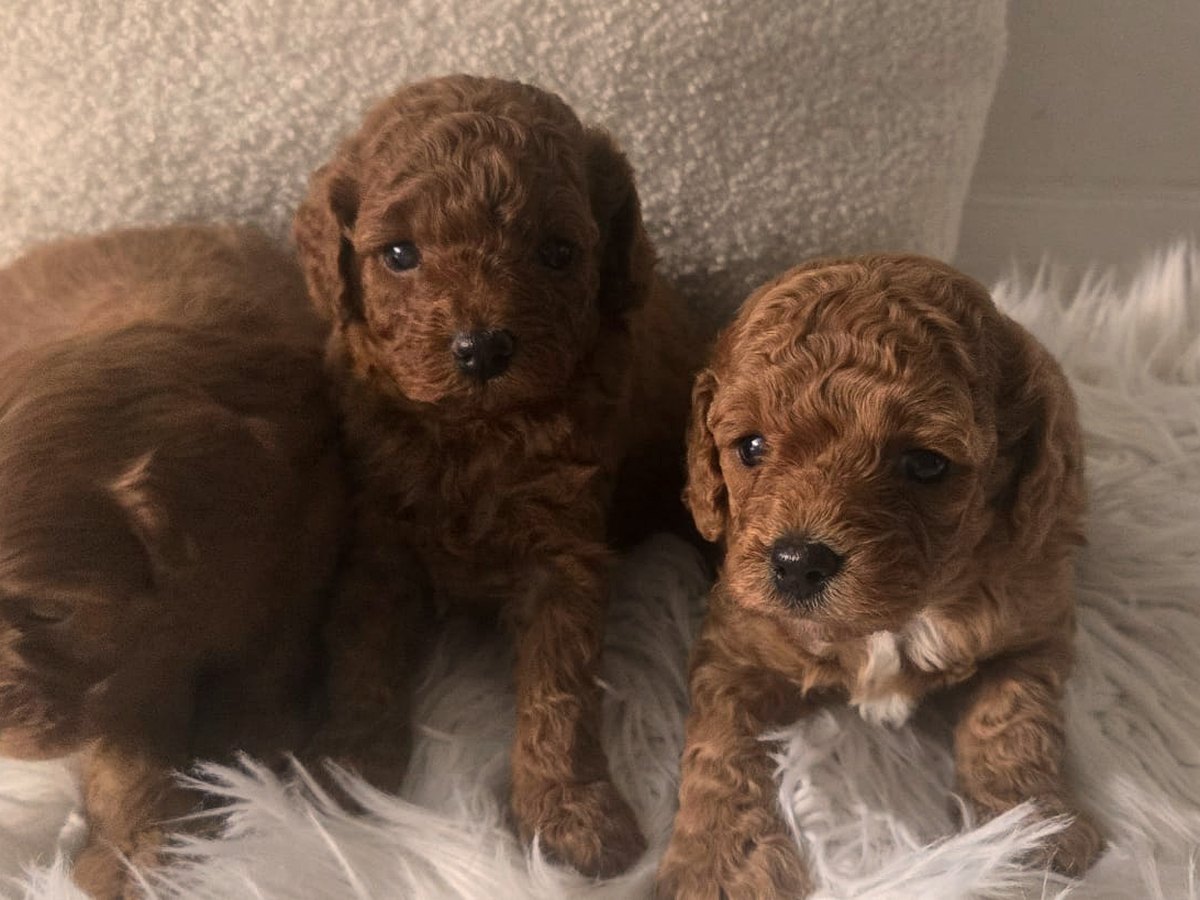 Two young ruby Cavoodle puppies together