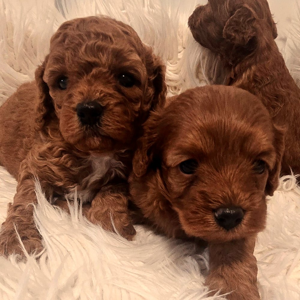Two ruby Cavoodle puppies close together