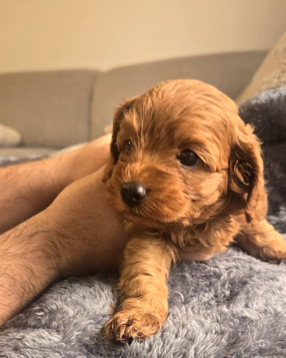 Current ruby Cavoodle puppy on soft blanket