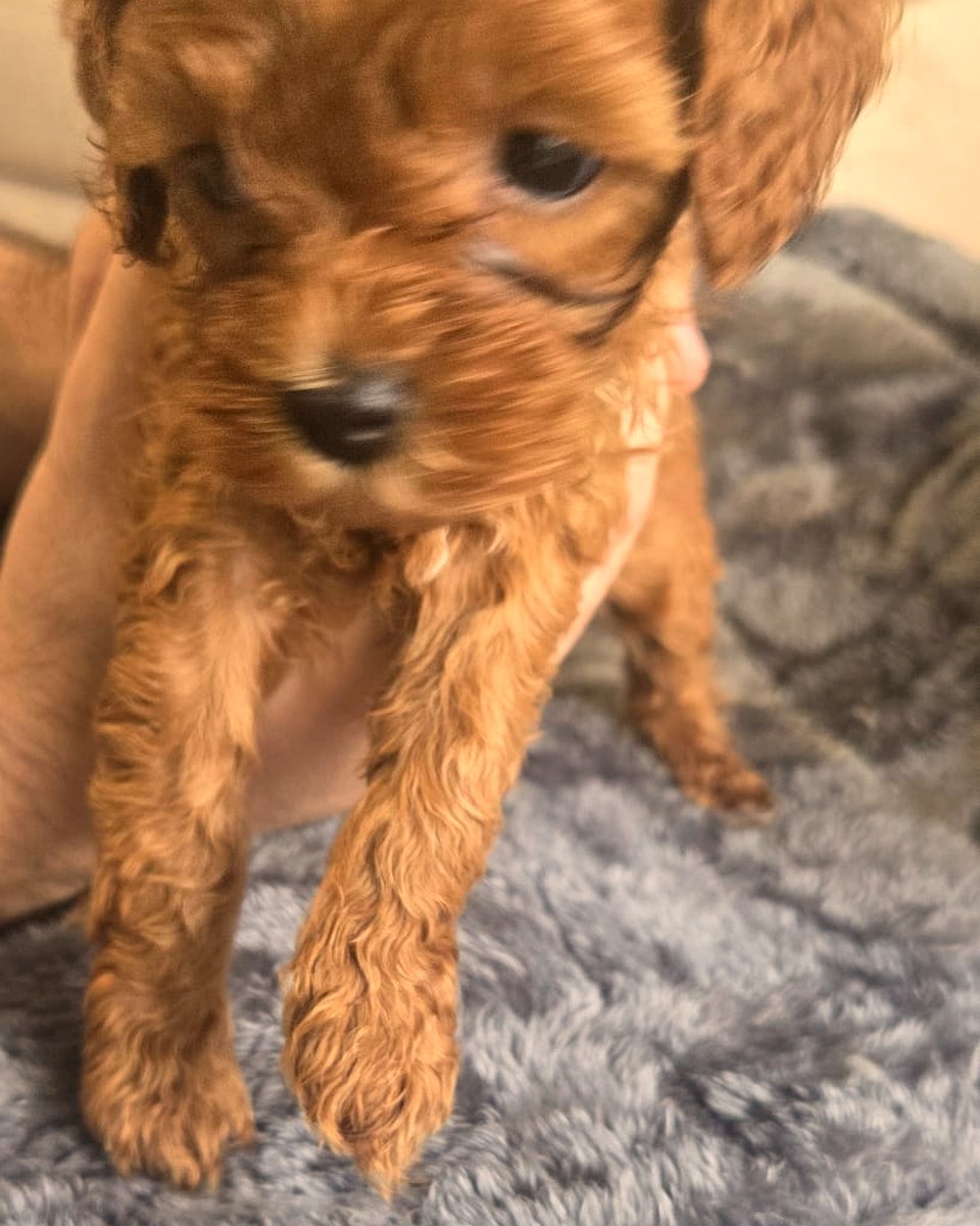 Ruby Cavoodle puppy sitting on blanket