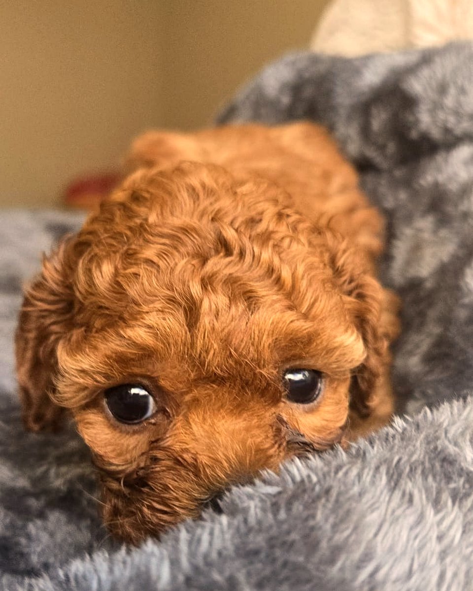 Ruby Cavoodle puppy face close-up