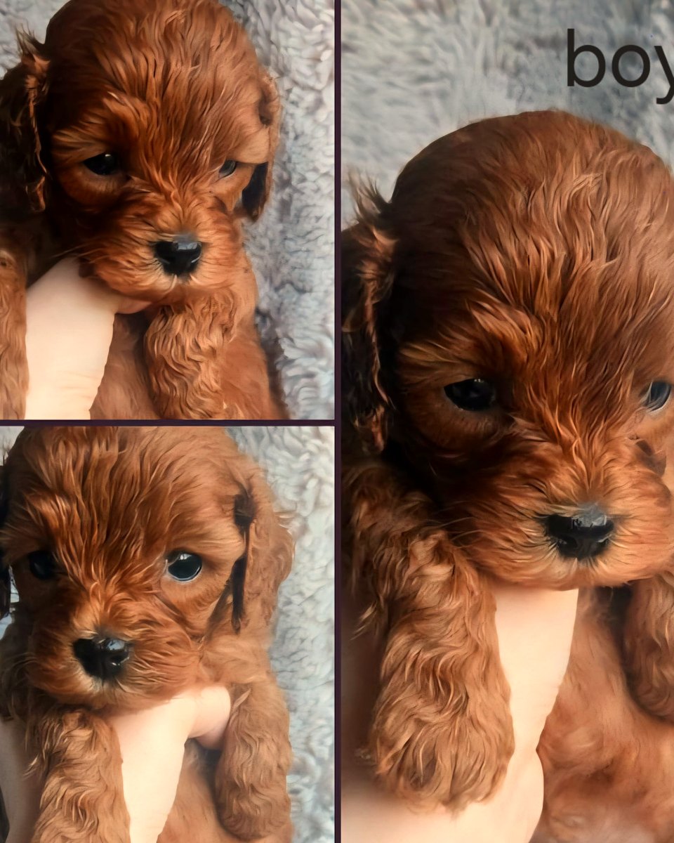 Five week ruby Cavoodle boy collage