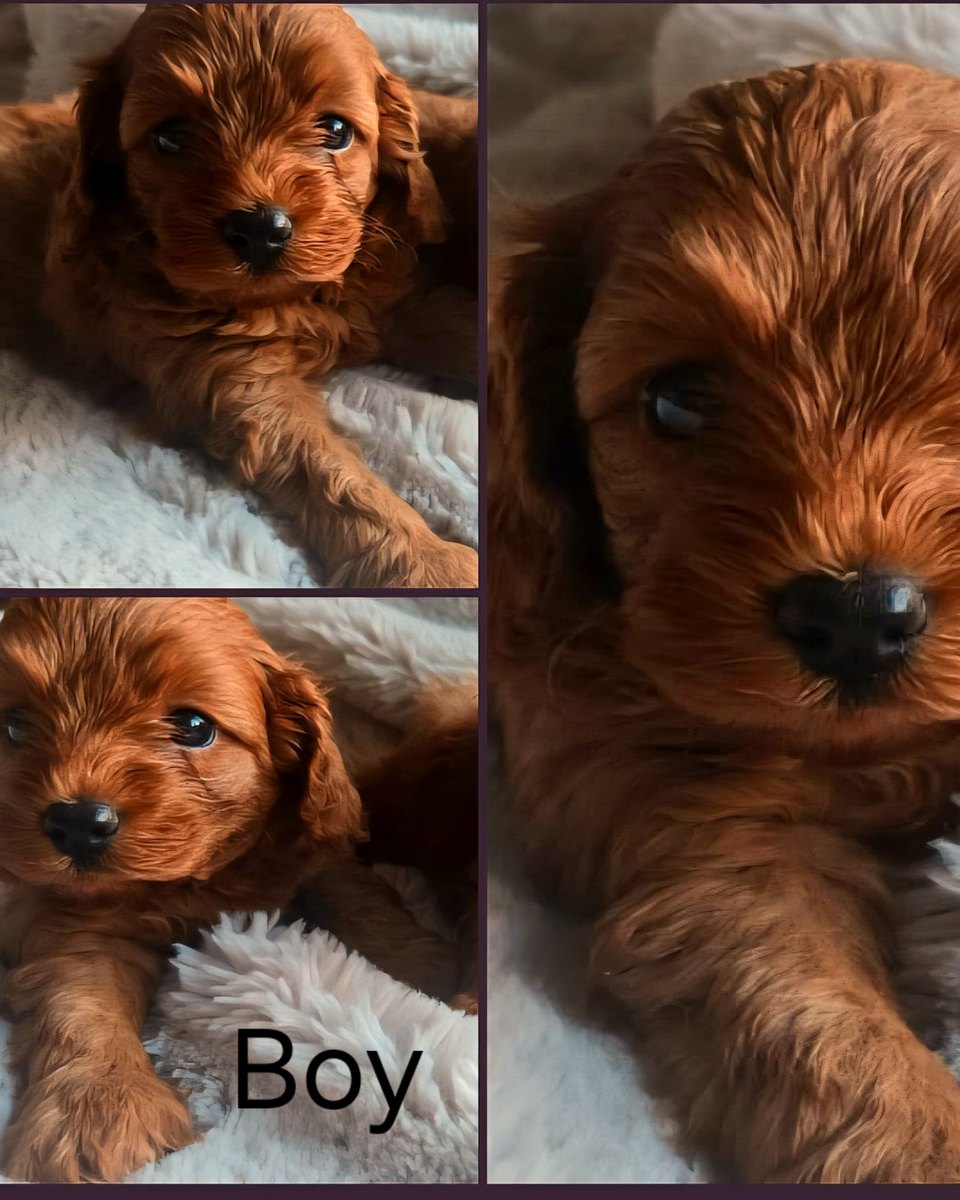 Ruby Cavoodle boy photo collage