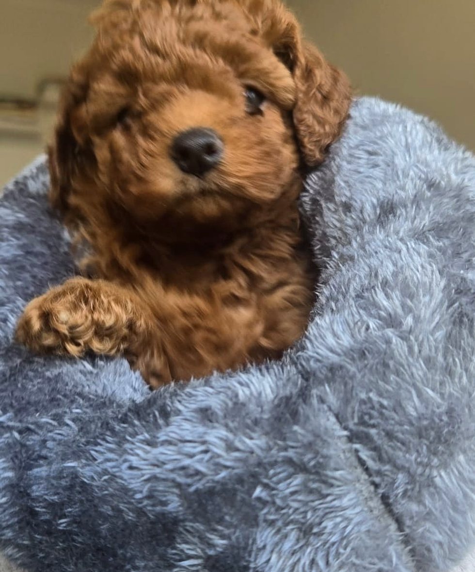 Lily the cavoodle puppy resting in a grey bed